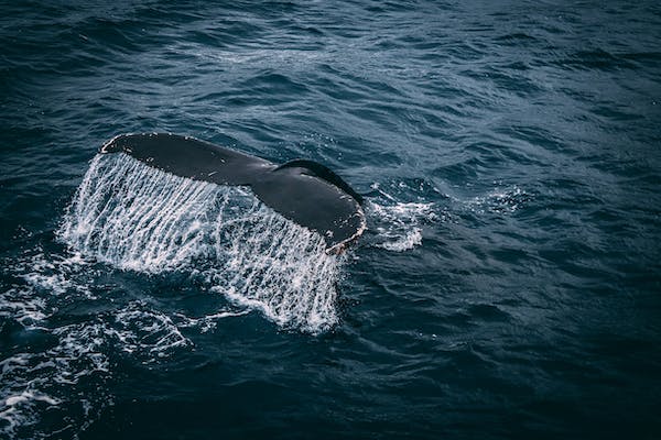 whale alert b.v. news