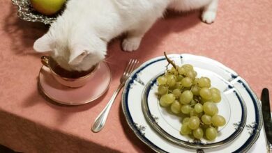 beyond cat food Elevating Feline Nutrition Beyond the Ordinary