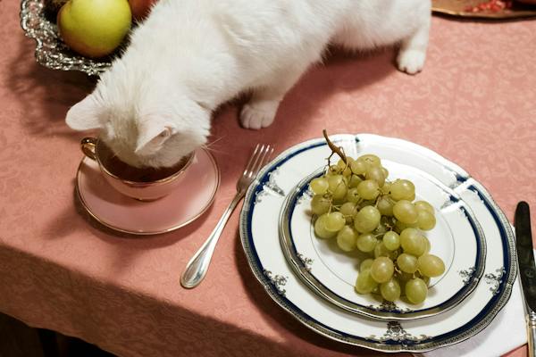 beyond cat food Elevating Feline Nutrition Beyond the Ordinary